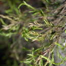 Image of Cryphaea ovalifolia Jaeger 1876
