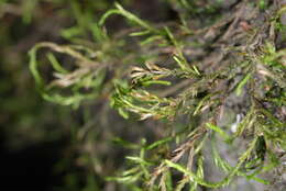 Image of Cryphaeaceae