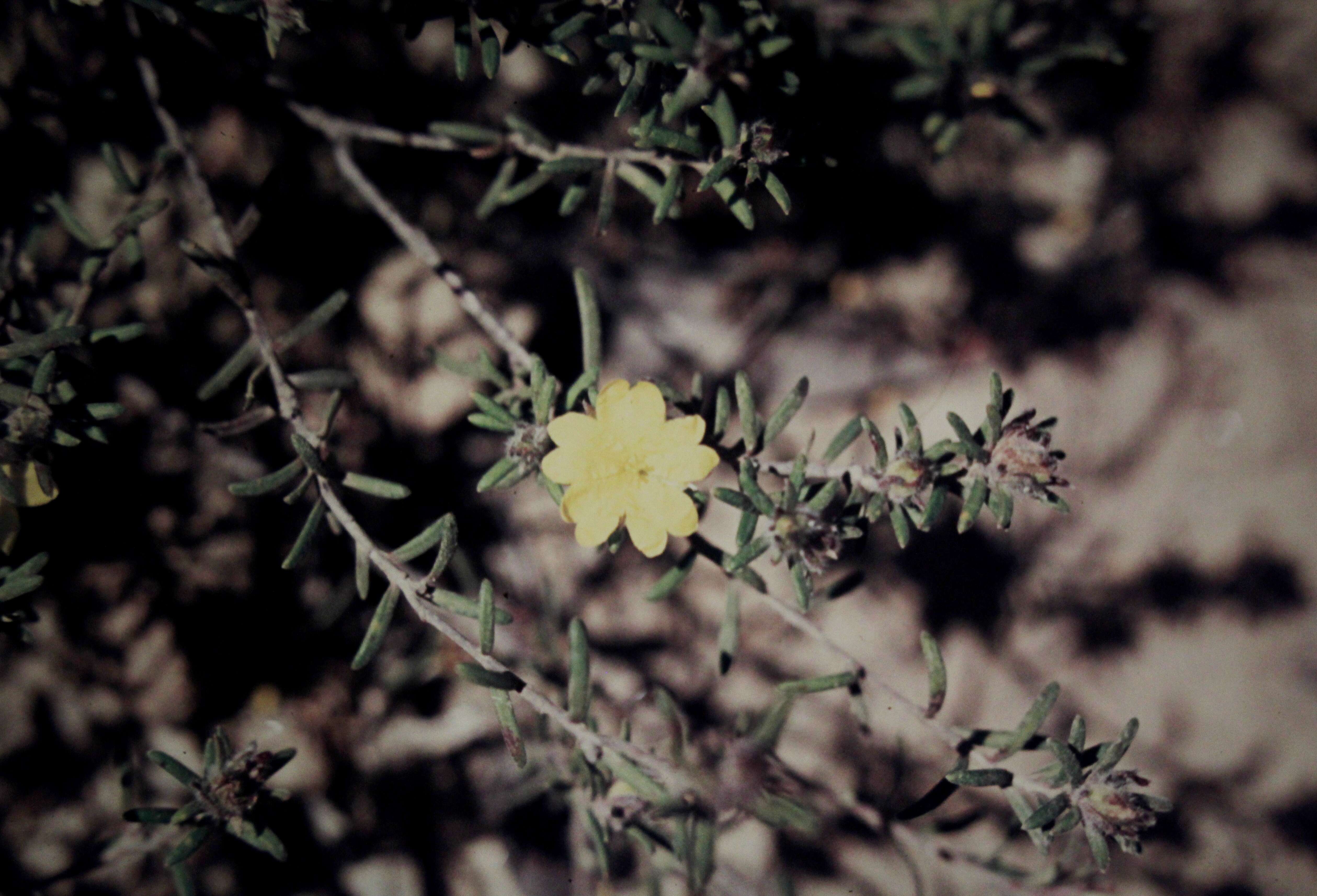 Image of Hibbertia riparia (R. Br. ex DC.) Hoogland