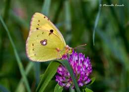 Image of Colias