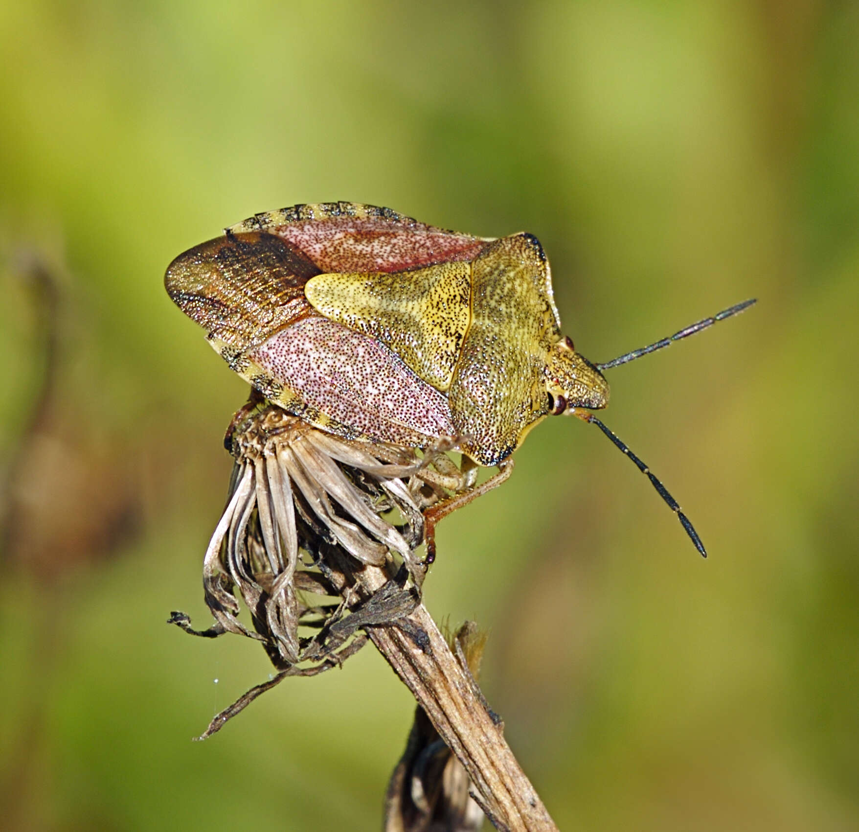 Image of Carpocoris