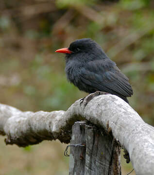 Image of Black-fronted Nunbird