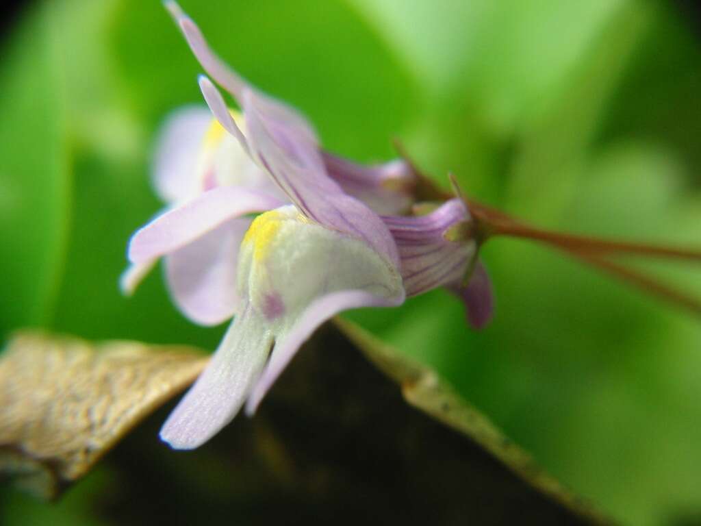 Image of Ivy-leaved Toadflax