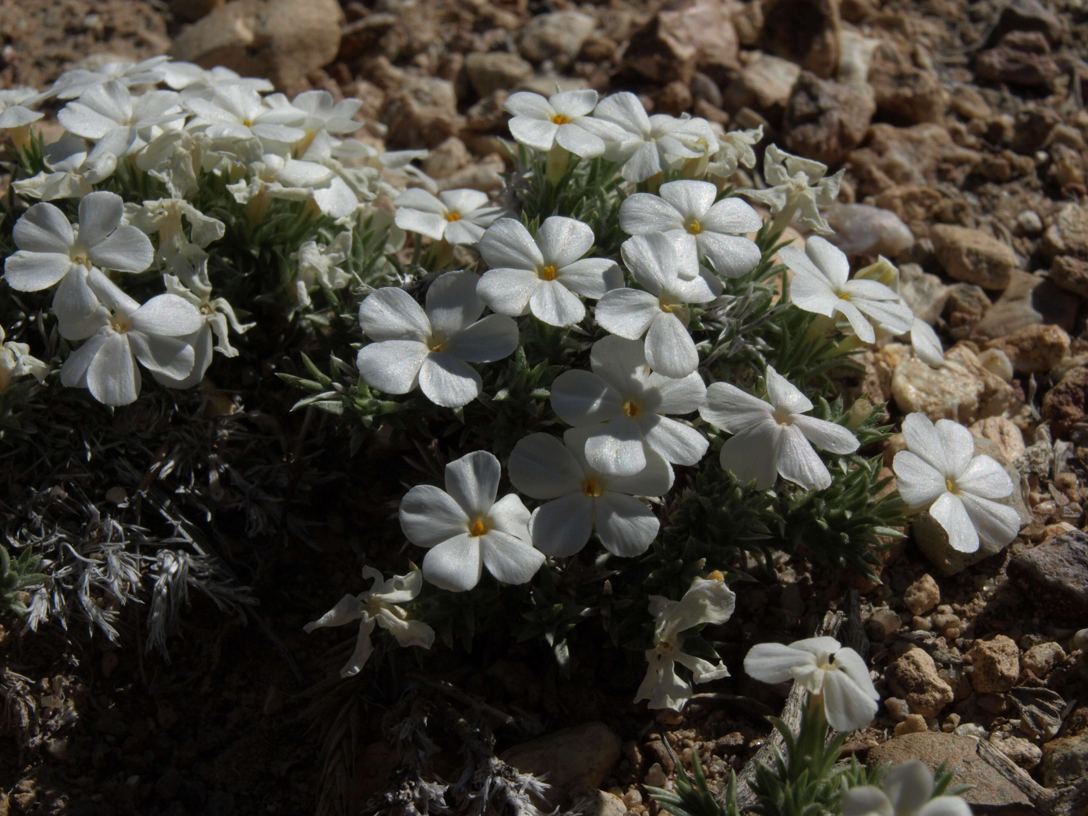 Imagem de Phlox pulvinata (Wherry) Cronq.