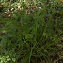 Image of European woodland sedge