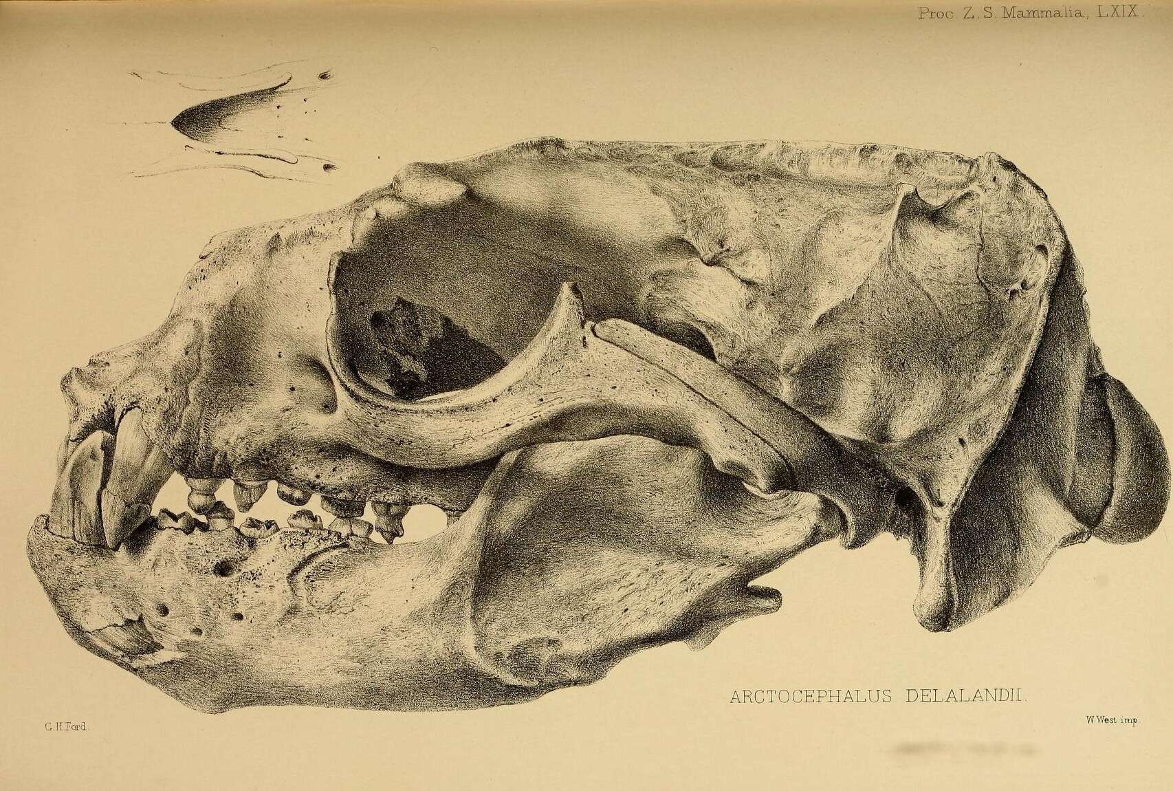 Image de Arctocephalus É. Geoffroy Saint-Hilaire & F. Cuvier 1826