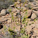 Image of Asparagus mucronatus Jessop