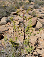 Image of Asparagus mucronatus Jessop