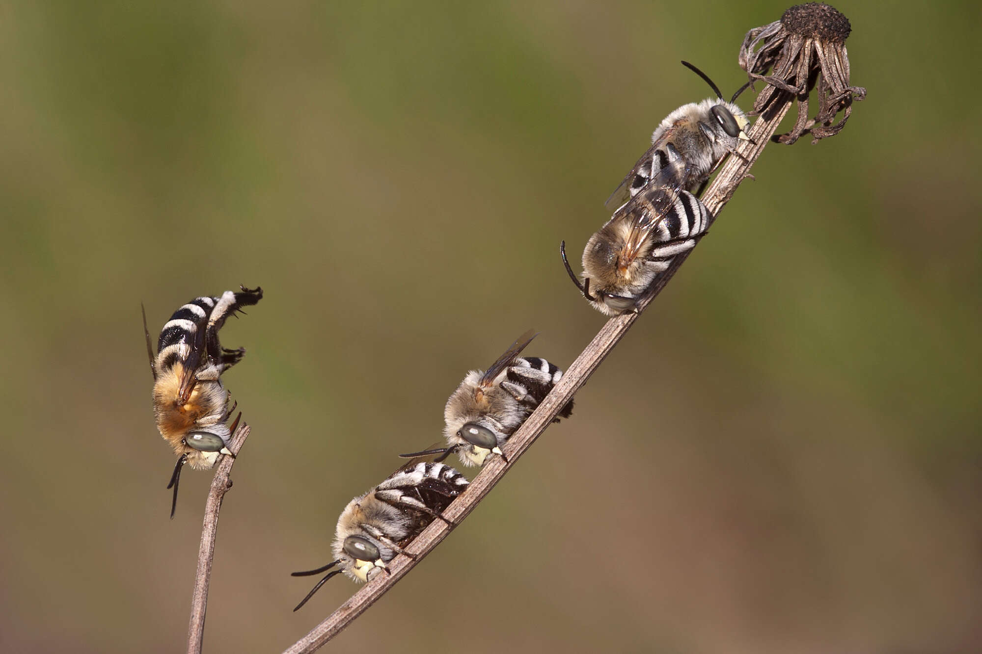 Image of Anthophorine Bees