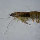 Image of Kuruma prawn