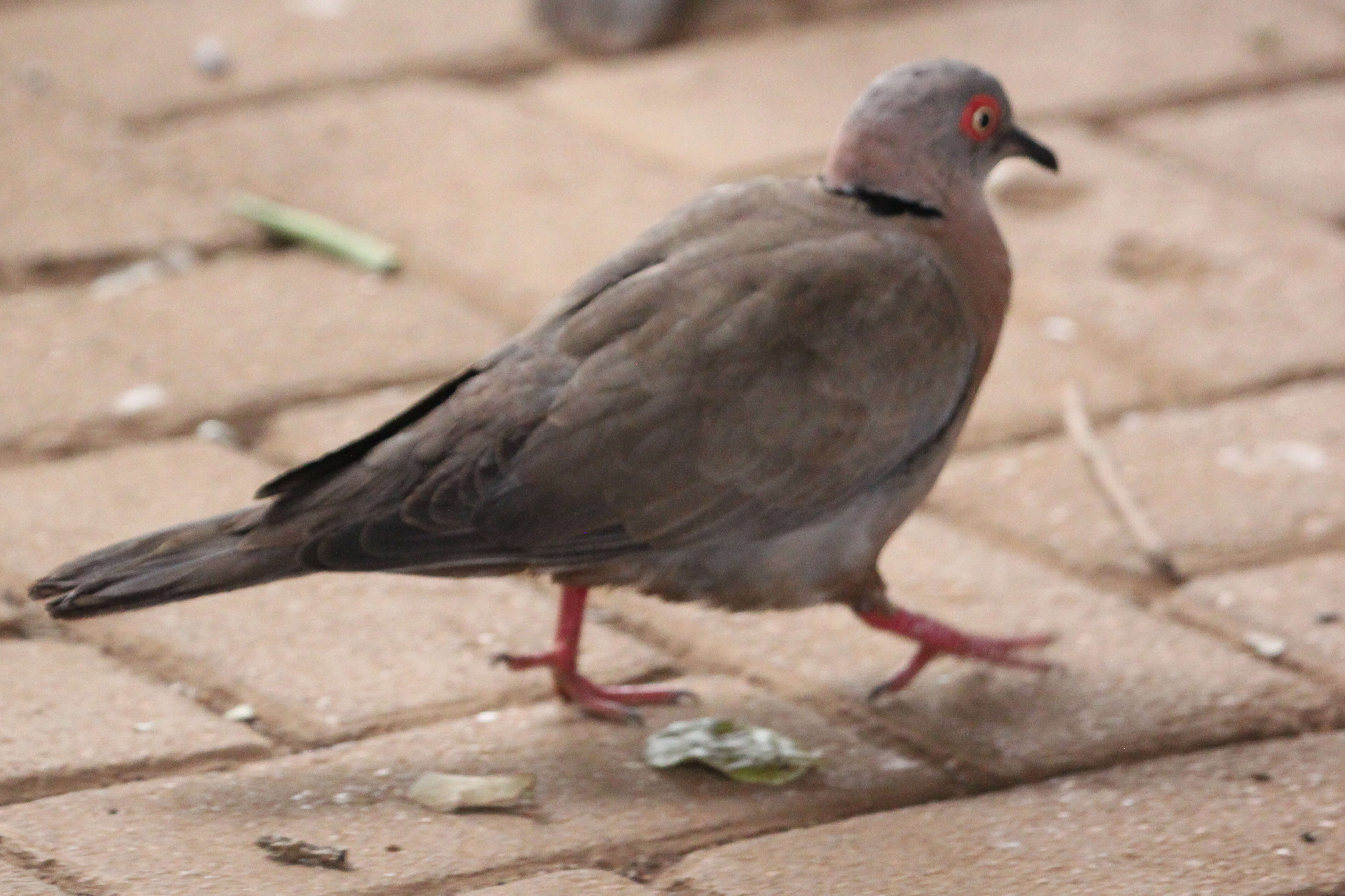 Image of Streptopelia Bonaparte 1855