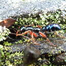 Image of Blue ant