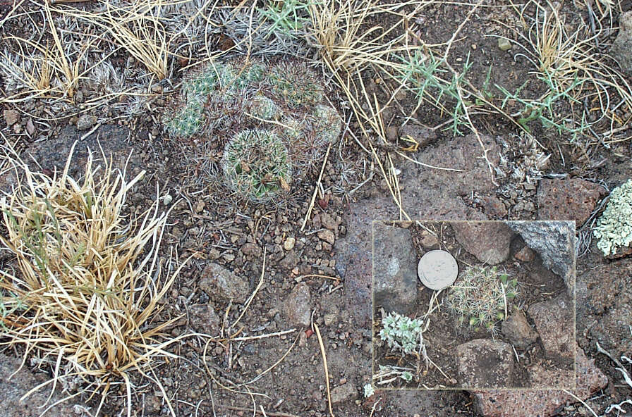 Image of pincushion cactus