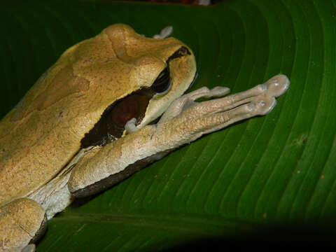 Image of Mexican Treefrogs