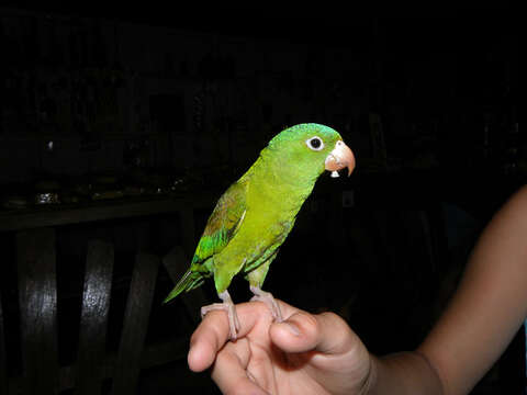 Image of Orange-chinned Parakeet