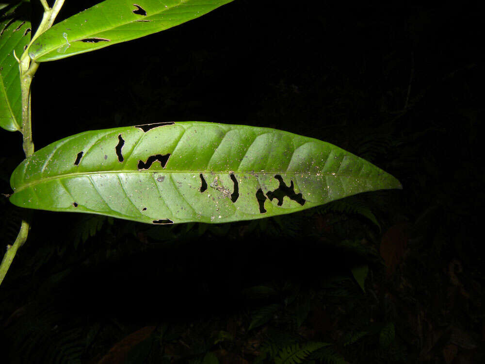 Image of Heisteria macrophylla Oerst.