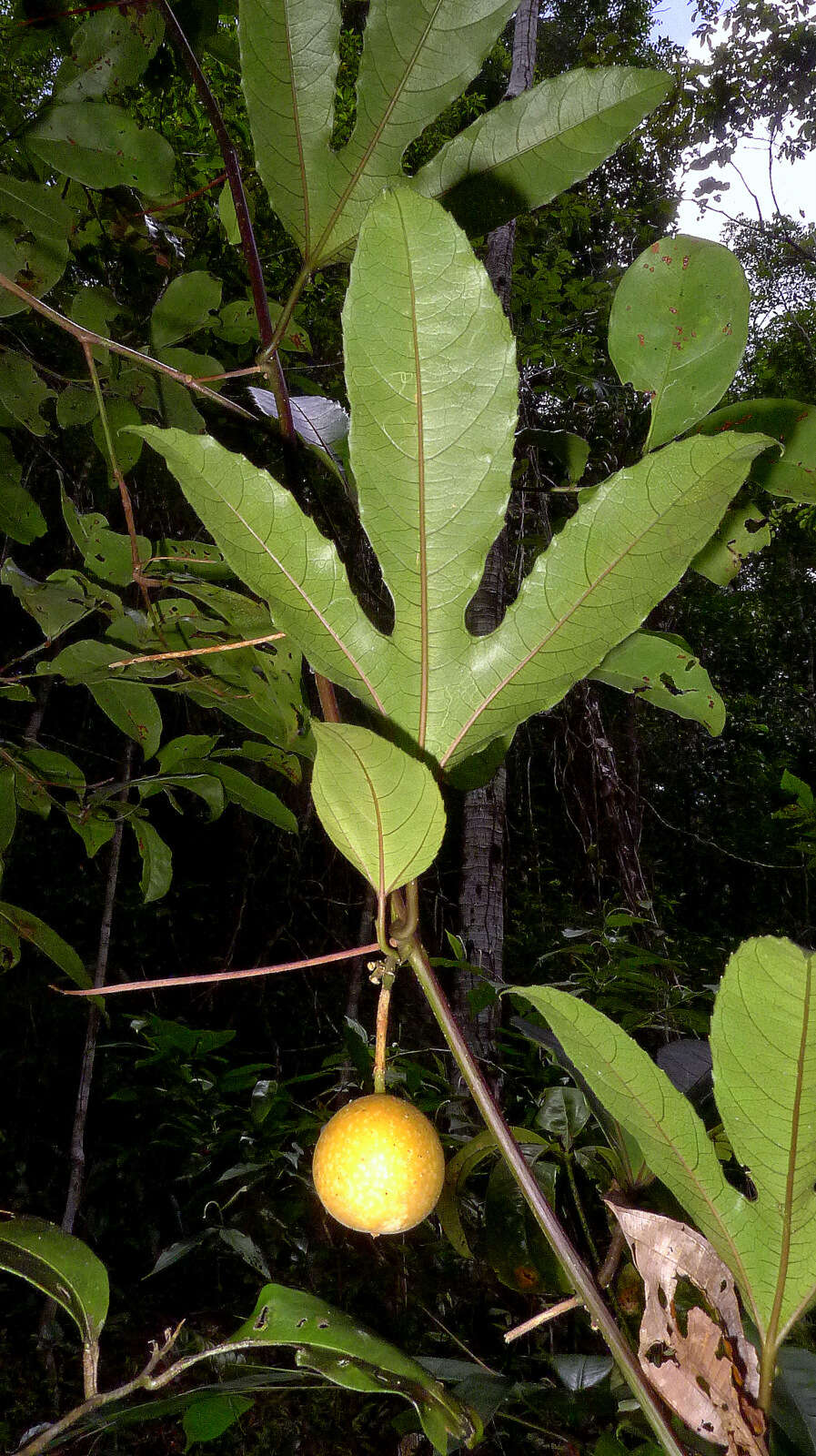 Image of Passiflora cacao Bernacci & M. M. Souza