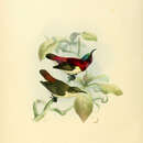 Image of Crimson-backed Sunbird