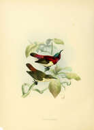 Image of Leptocoma Cabanis 1851