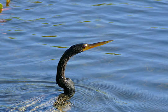 Image de Anhinga d'Amérique