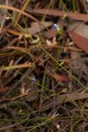 Image of bladderwort