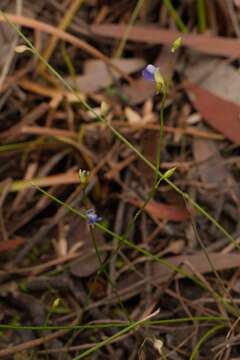 Image of bladderwort