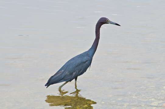 Image of Egretta Forster & T 1817