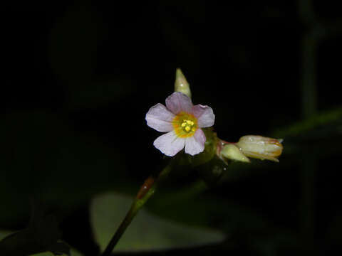 Image of Oxalis microcarpa Benth.