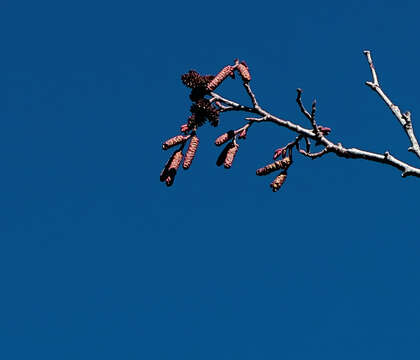 Image of Grey Alder