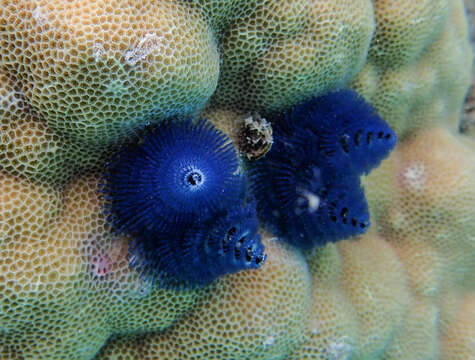 Image of Christmas tree worm