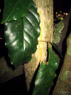 Image of Scaly-bark jackal-coffee