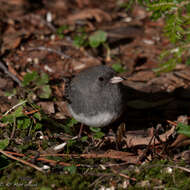 Image of juncos