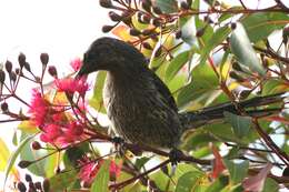 Image of Anthochaera chrysoptera tasmanica (Mathews 1912)