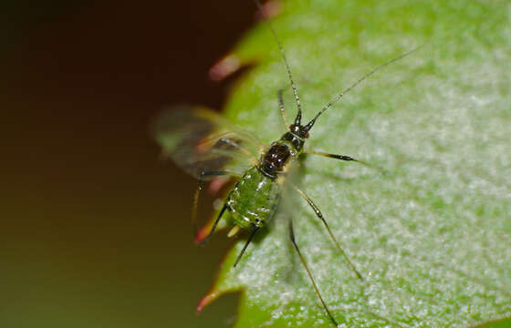 Image of Macrosiphum