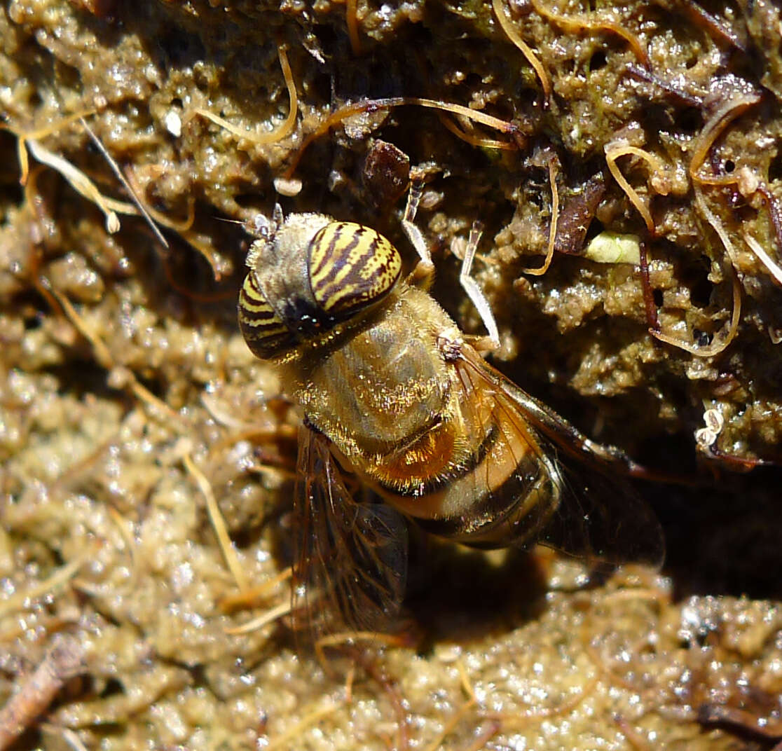 Image of Eristalinus