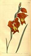 صورة Gladiolus alatus L.
