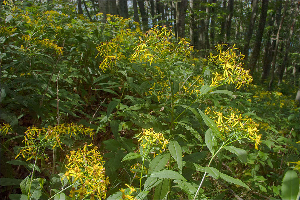 Image of wood ragwort