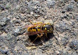 Image of Yellowjackets