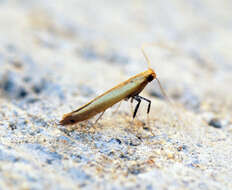 Sivun Caloptilia rufipennella (Hübner 1796) kuva