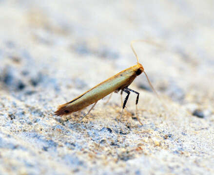 Sivun Caloptilia rufipennella (Hübner 1796) kuva