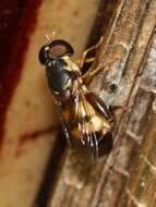 Image of Syrphid fly