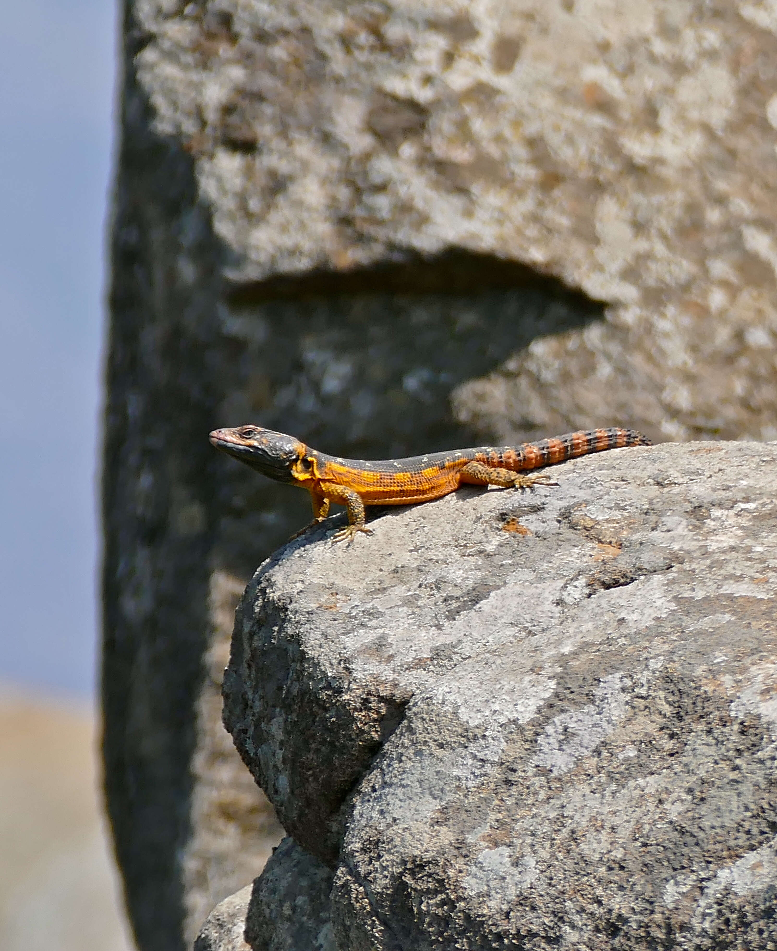 Image de Lézard des rochers du Drakensberg