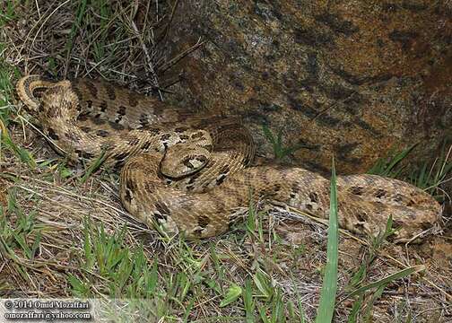 Image of Spotted Wipe Snake