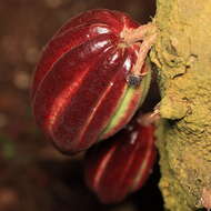 Image of Cacao Tree