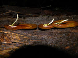 Image de Pseudopiptadenia psilostachya (DC.) G. P. Lewis & M. P. Lima