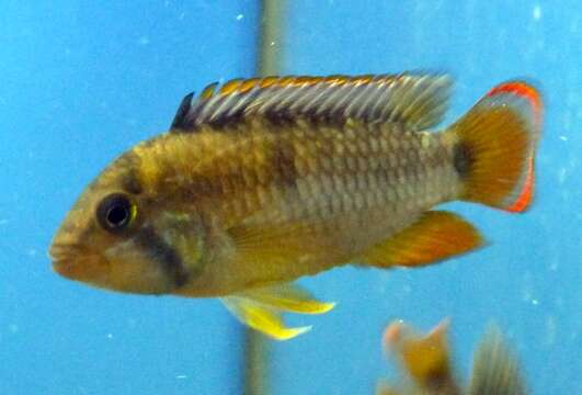 Image of Apistogramma