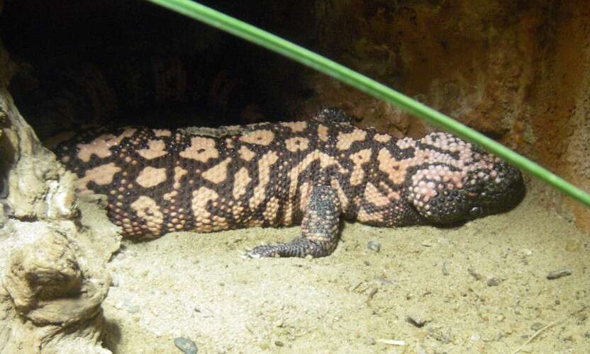 Image of beaded lizards