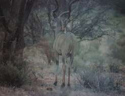 Image of Spiral-horned Antelope