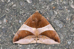 Image of Lepidoptera