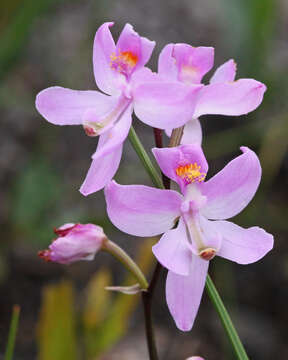 Image of Many-flowered grass-pink orchid